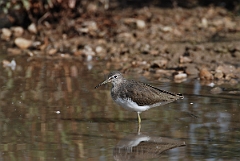 David Plant Photography - Wildlife Photographer - Green sandpiper - H